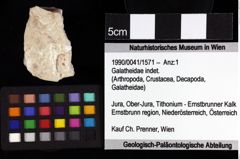 Foto (Objket + Etiketten) von Coelopus repandus (Schweitzer & Feldmann, 2010) 